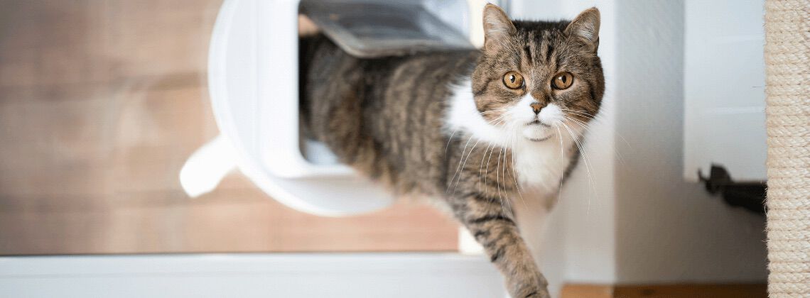 [paste advice page name here]